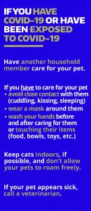 English COVID and Pets Poster, Back