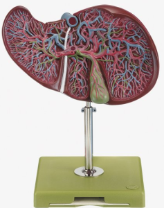 Image of an anatomical model of the liver and gall bladder