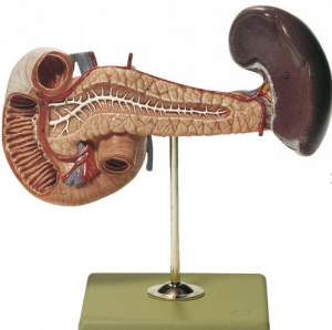 Image on an anatomical model of the pancreas with spleen and part of the Duodenum