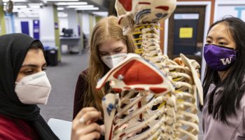 3D anatomy models available at the Health Sciences Library