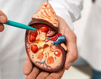 A hand holding a model of a kidney.