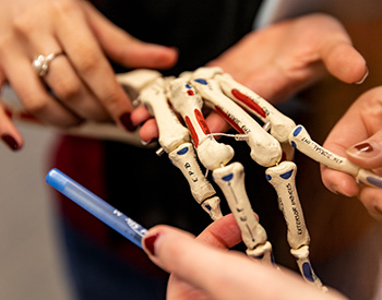 Closeup of two sets of hands holding a skeletal model of a hand.